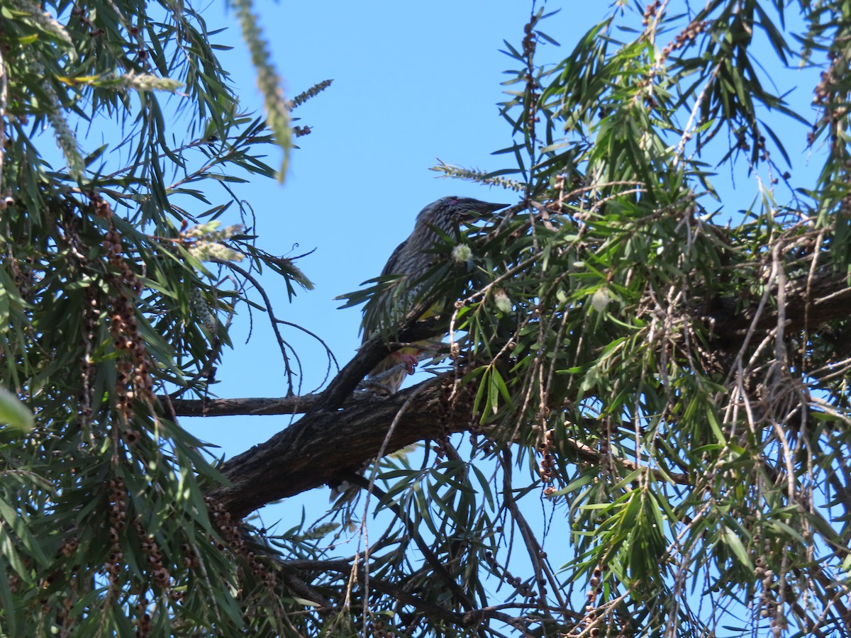 Red Wattlebird - ML641287905