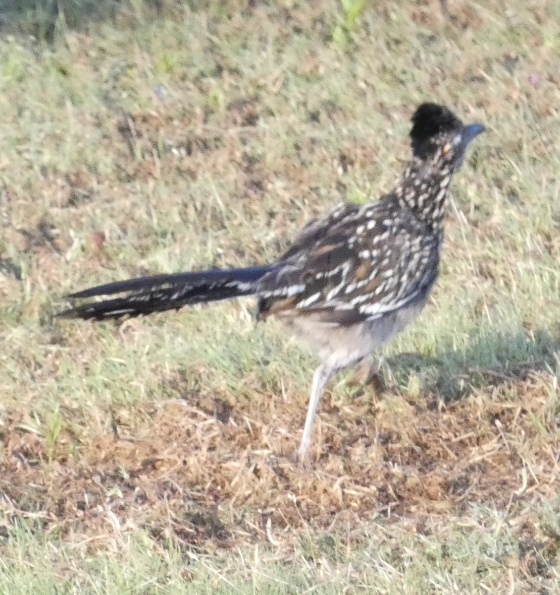 Greater Roadrunner - ML641287925