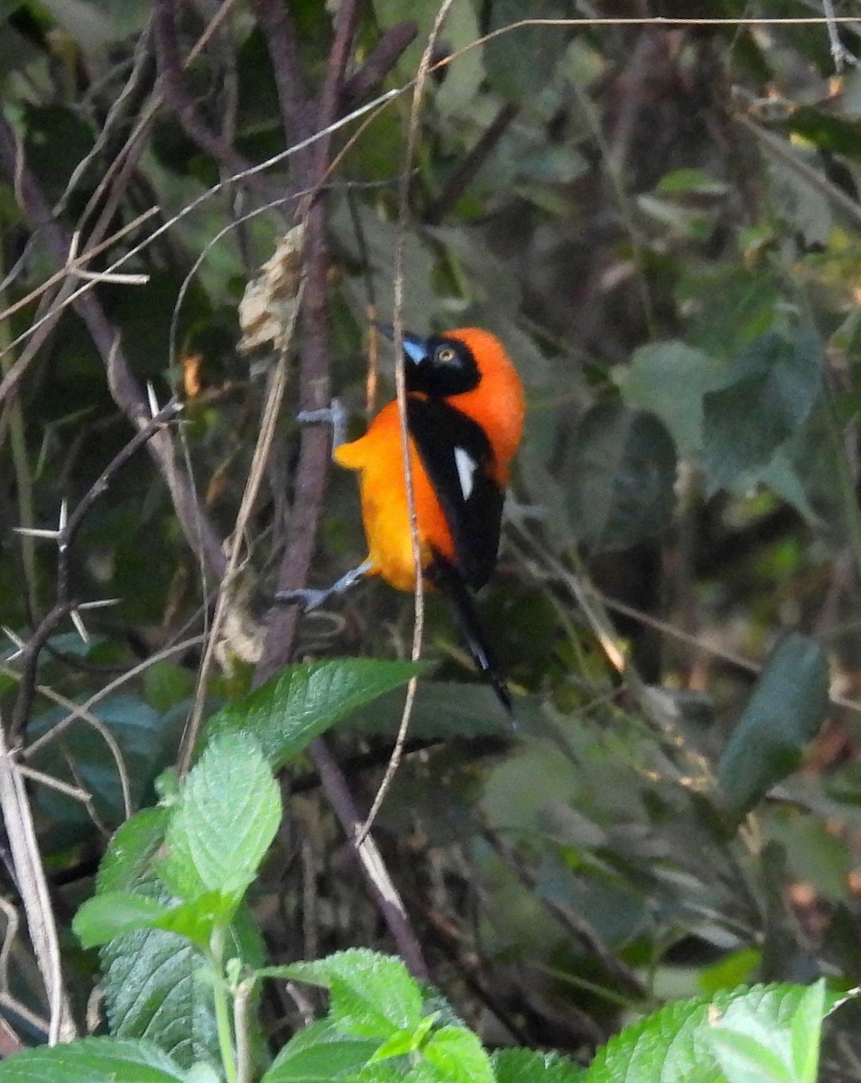 Orange-backed Troupial - ML641287928