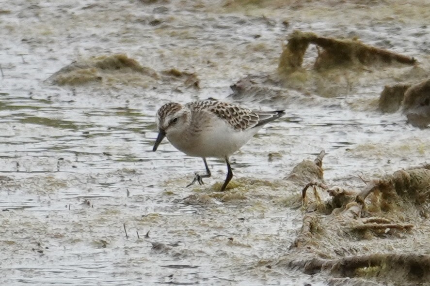 Semipalmated Sandpiper - ML641287932