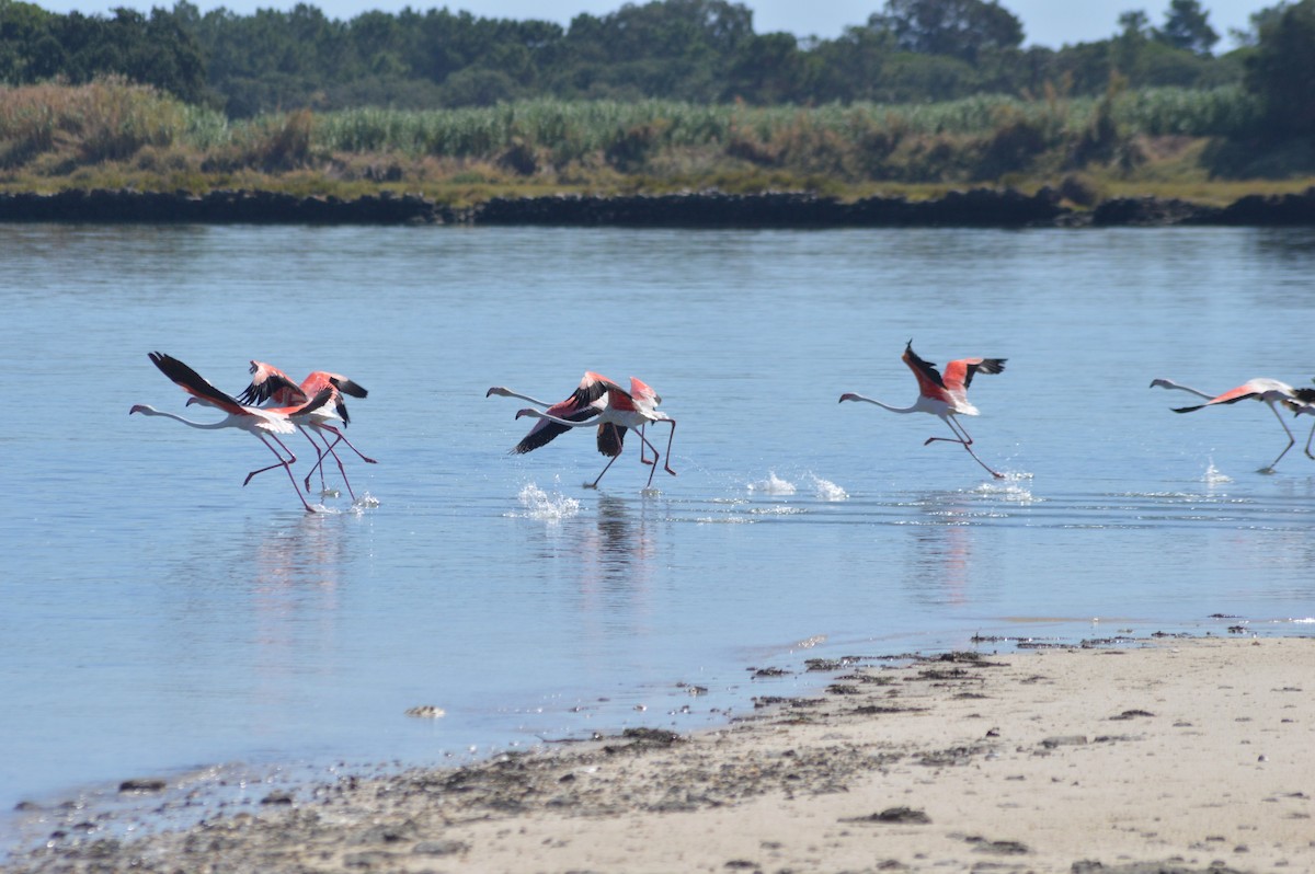 Greater Flamingo - ML641287933
