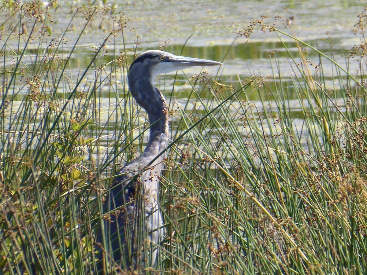 Great Blue Heron - ML641287937