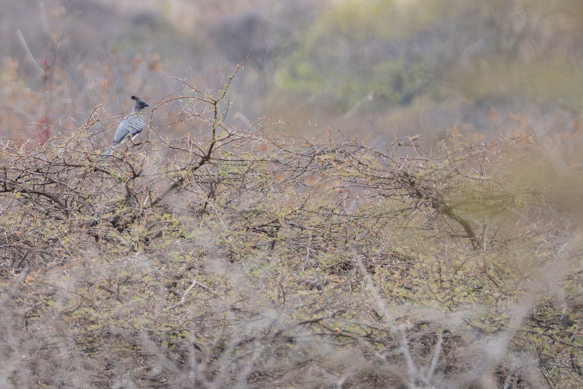 White-bellied Go-away-bird - ML641287939