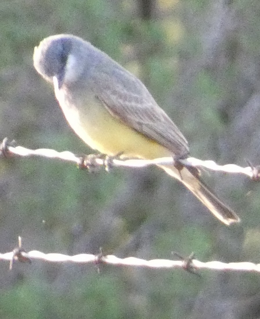 Cassin's Kingbird - ML641287941