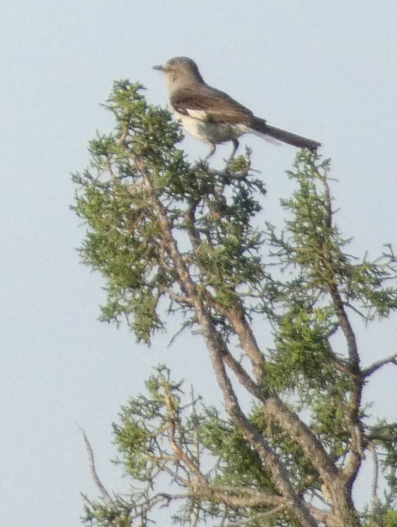 Cassin's Kingbird - ML641287942