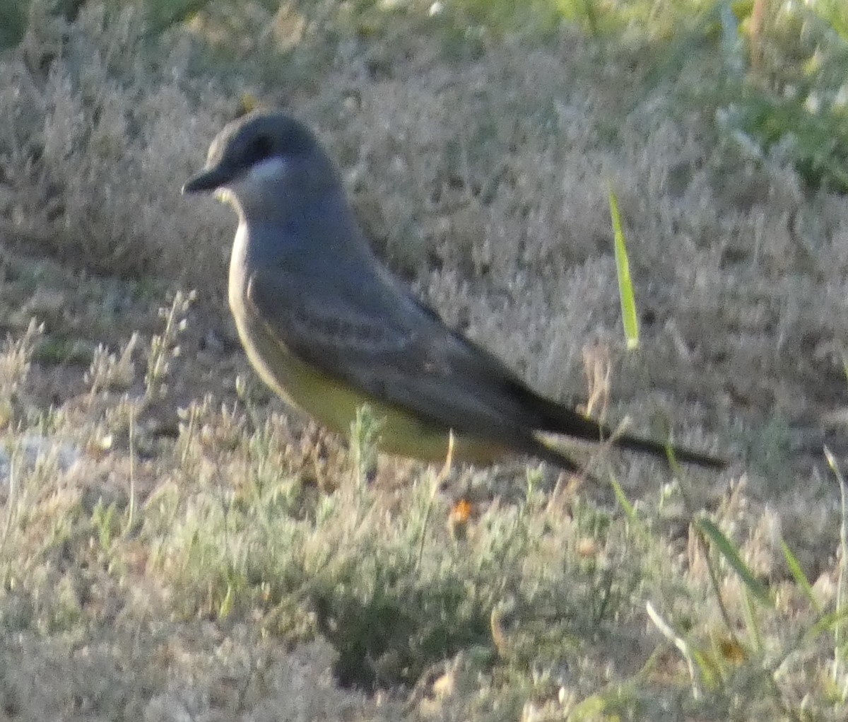 Cassin's Kingbird - ML641287944