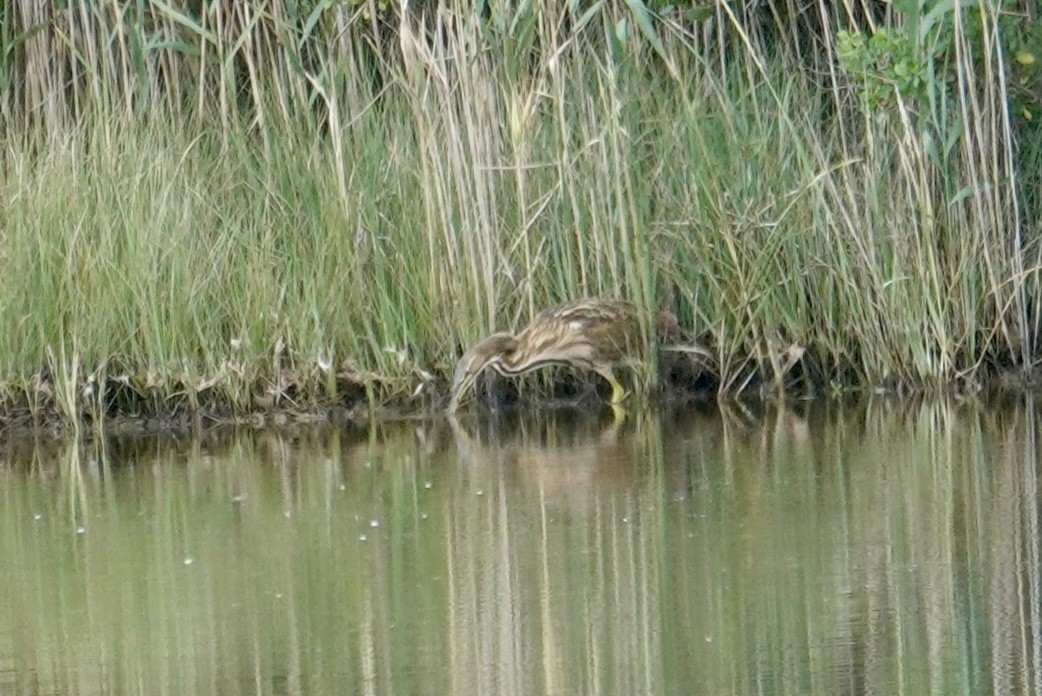 American Bittern - ML641287948
