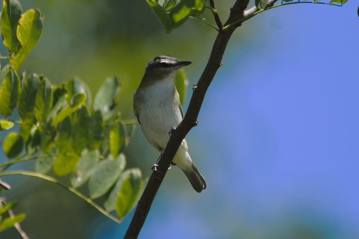 rødøyevireo - ML641287953