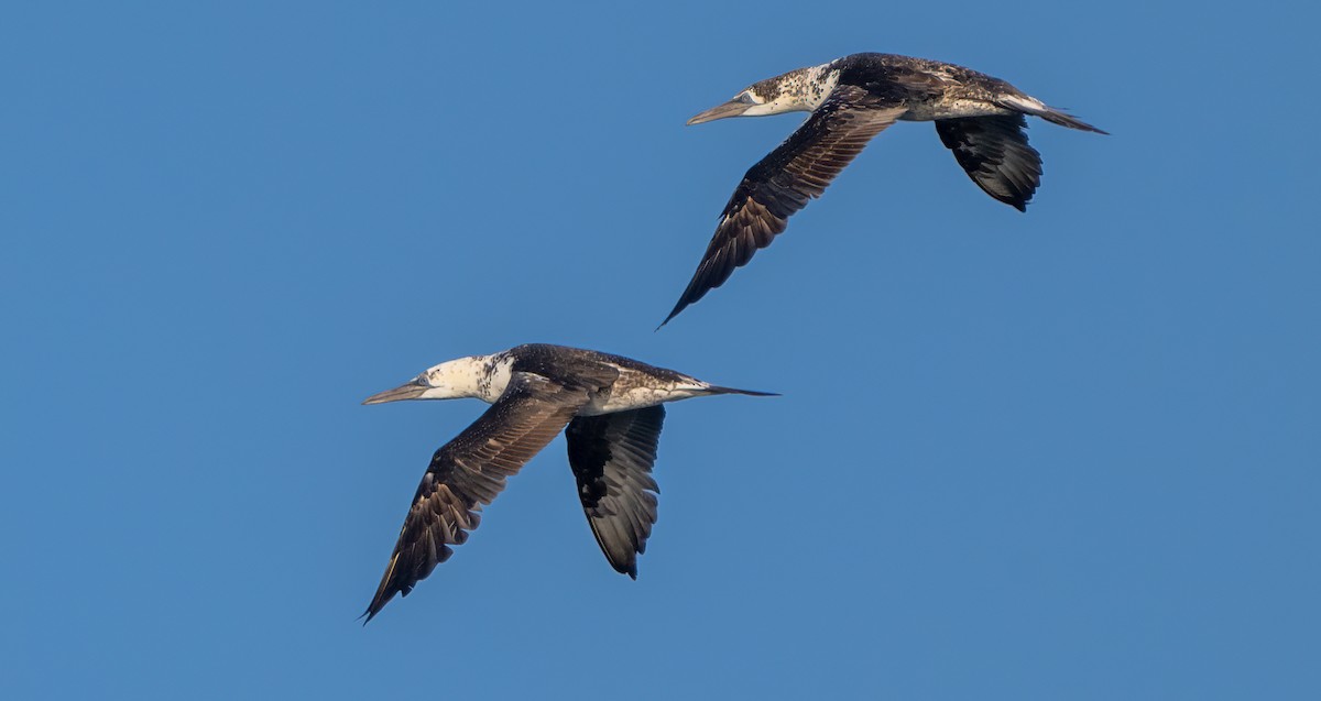 Northern Gannet - ML641287954