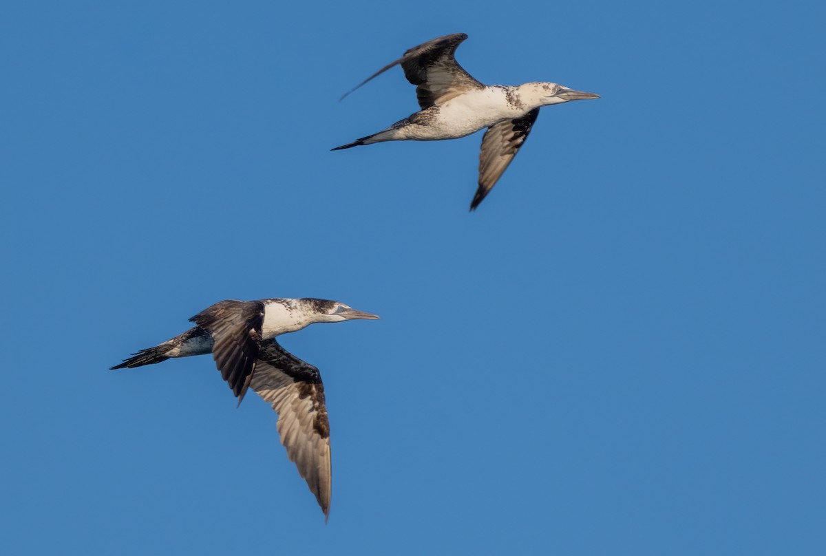 Northern Gannet - ML641287955