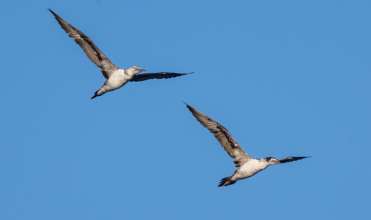 Northern Gannet - ML641287956