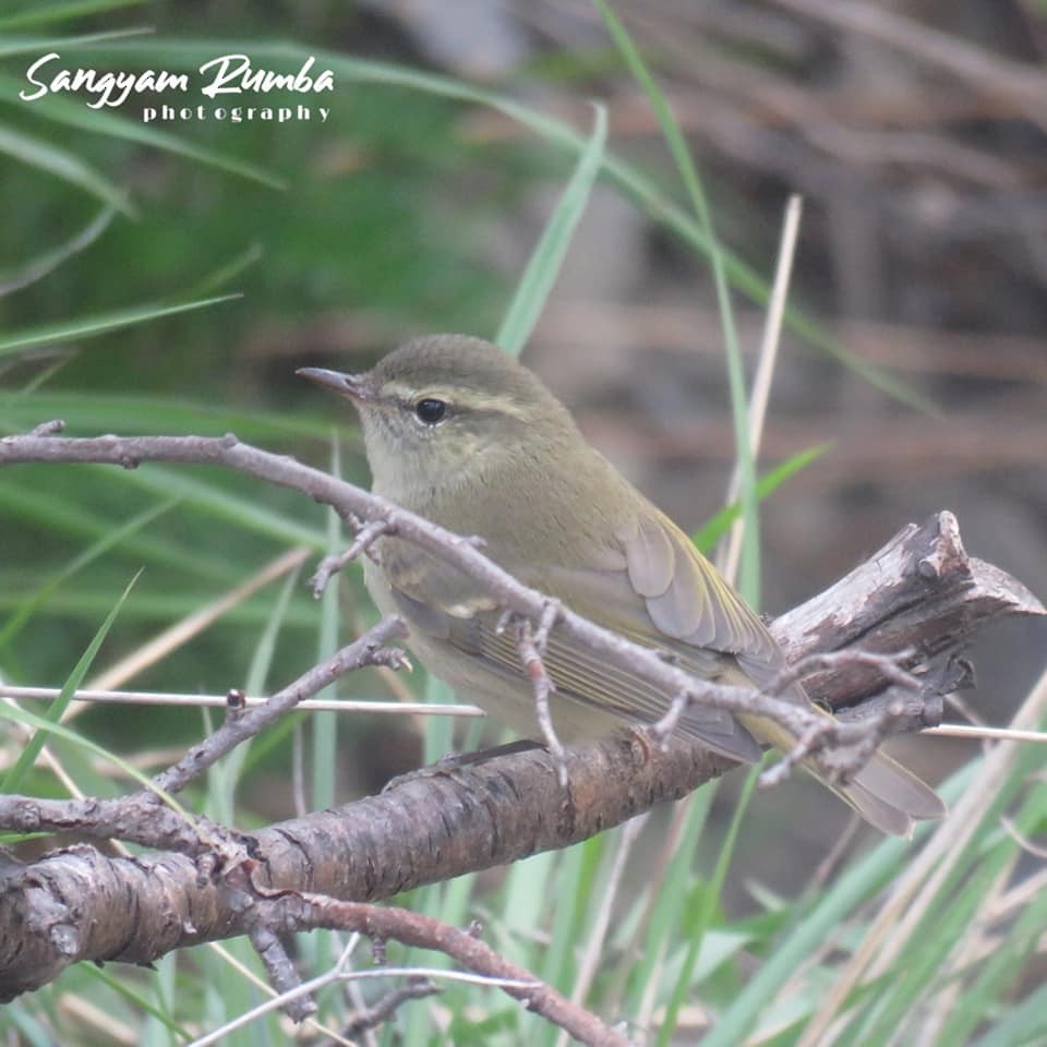 Greenish Warbler - ML641287959