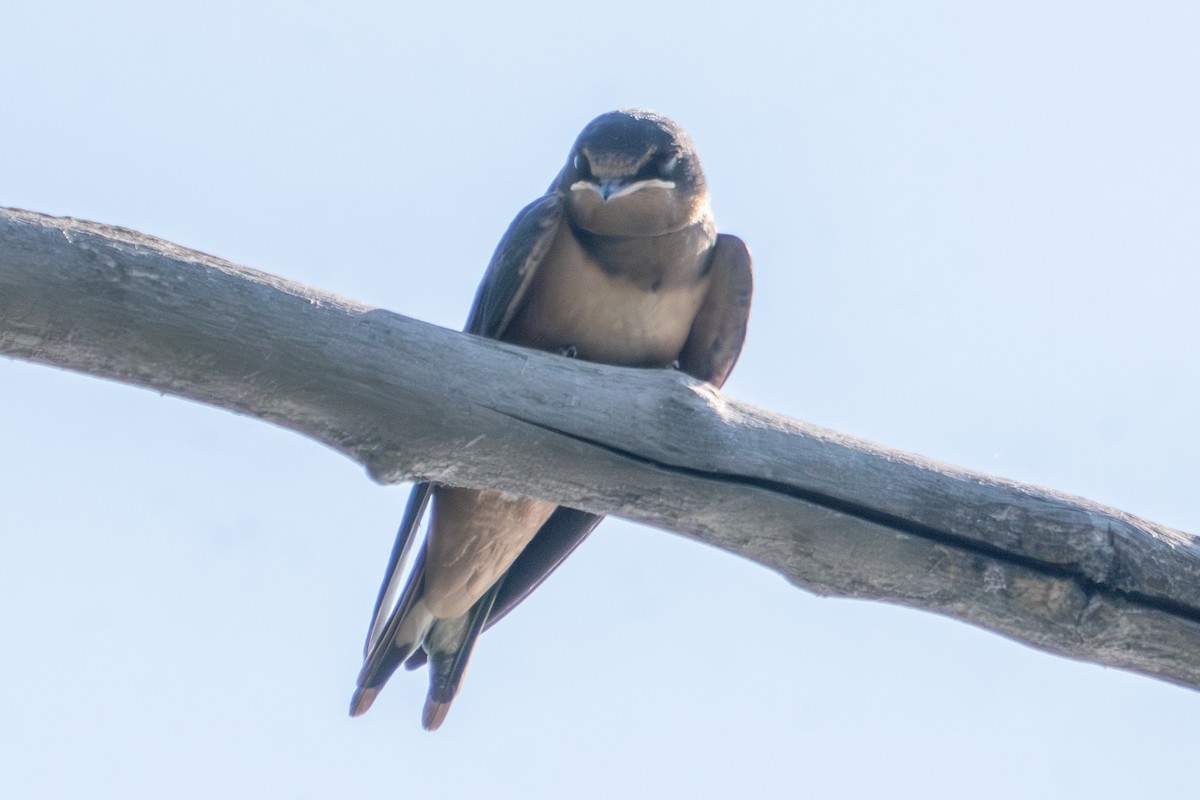 Cliff Swallow - ML641287970