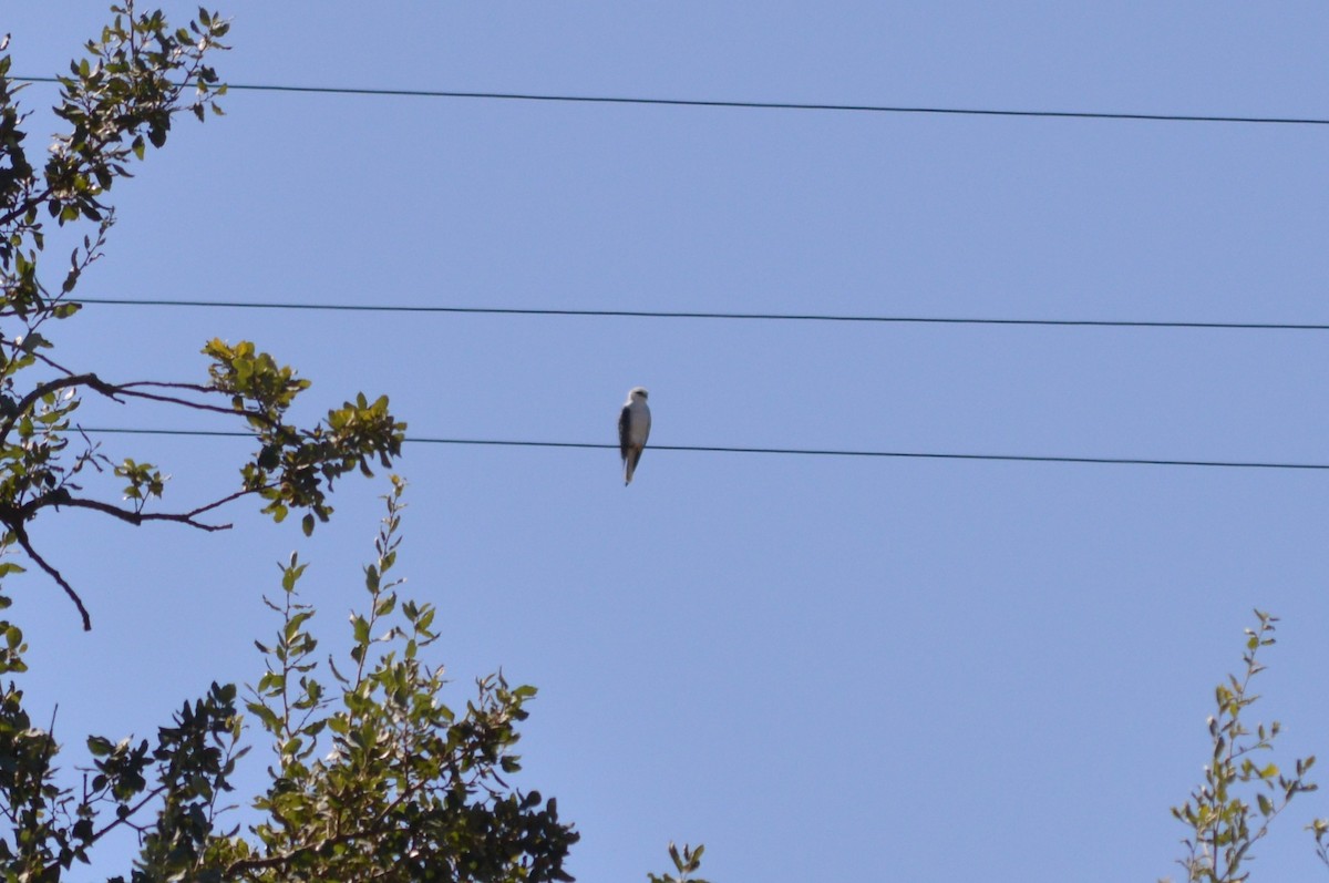 Black-winged Kite - ML641287976
