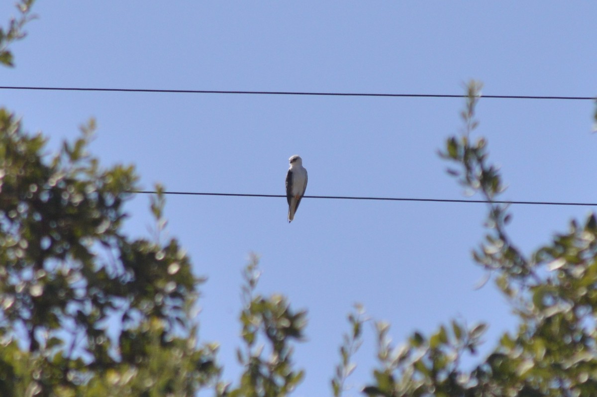 Black-winged Kite - ML641287987