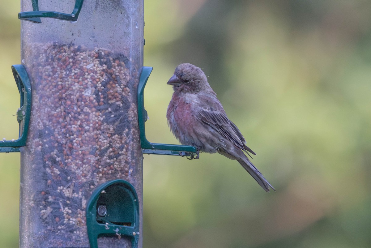 House Finch - ML641287994