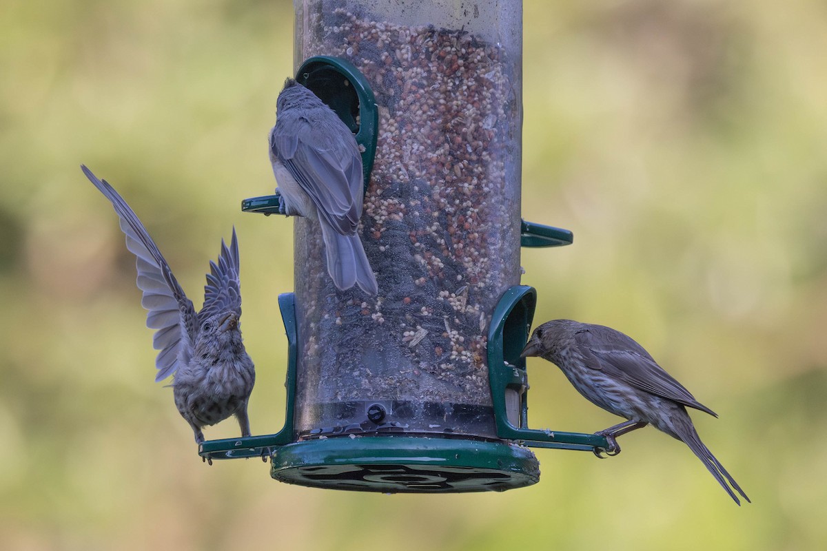 House Finch - ML641287995