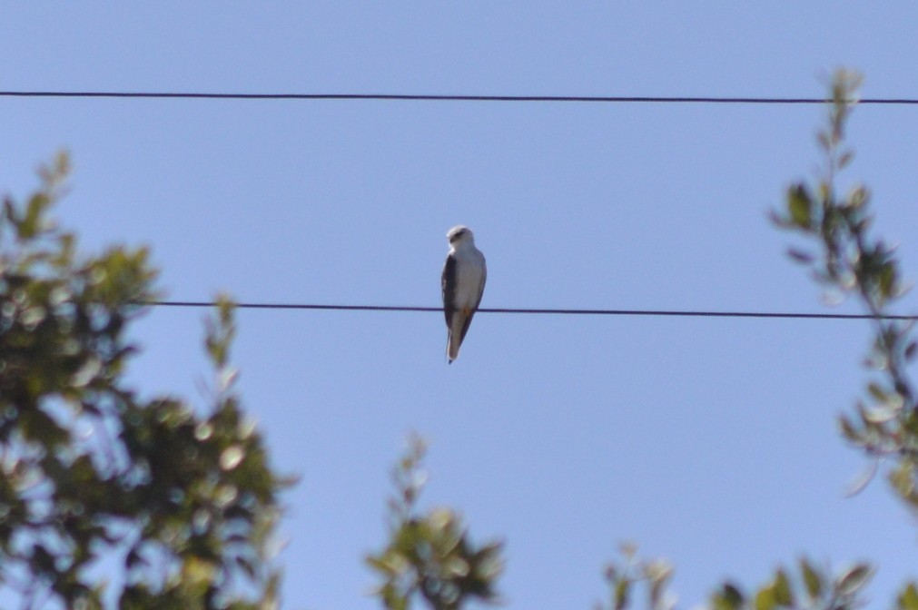 Black-winged Kite - ML641287996