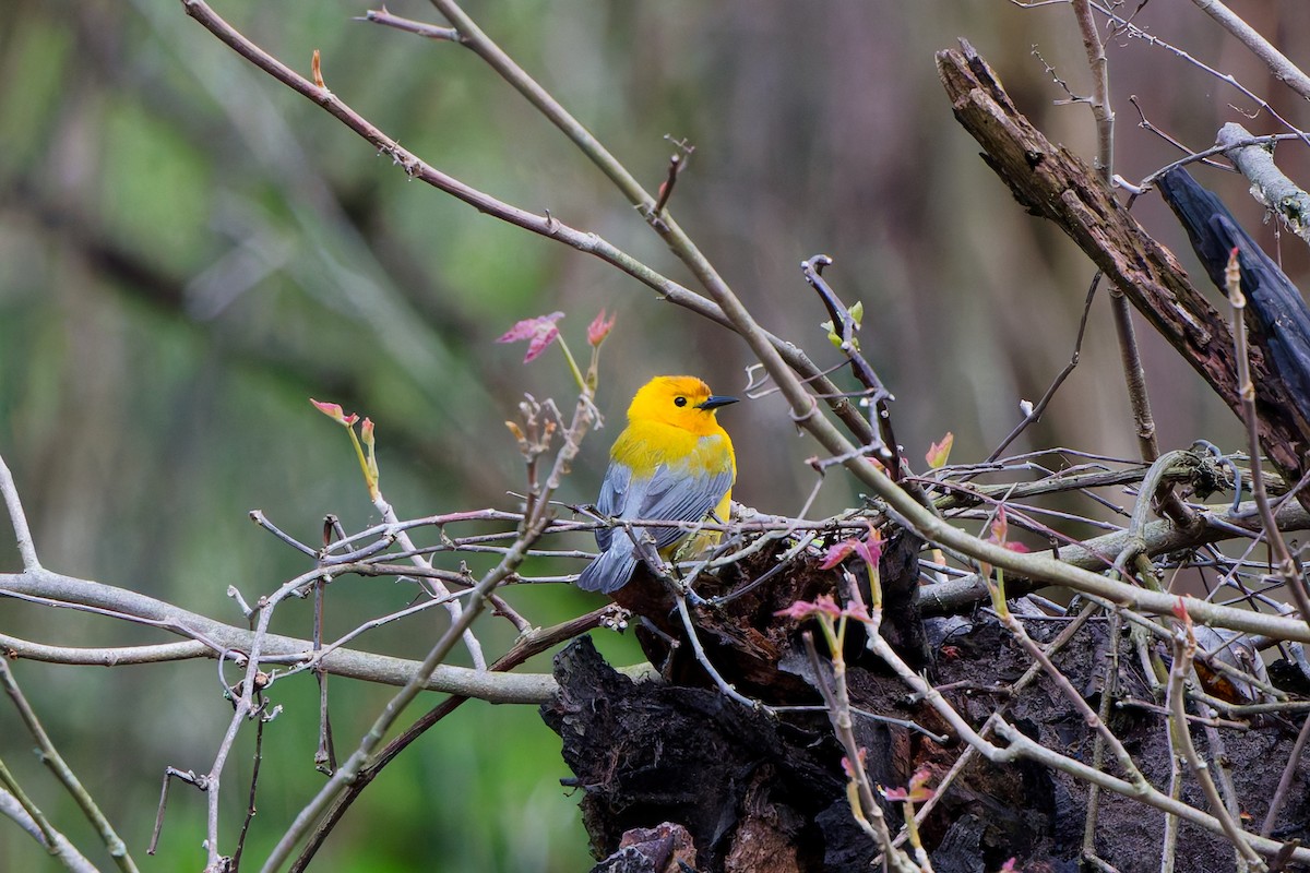 Prothonotary Warbler - ML641288001