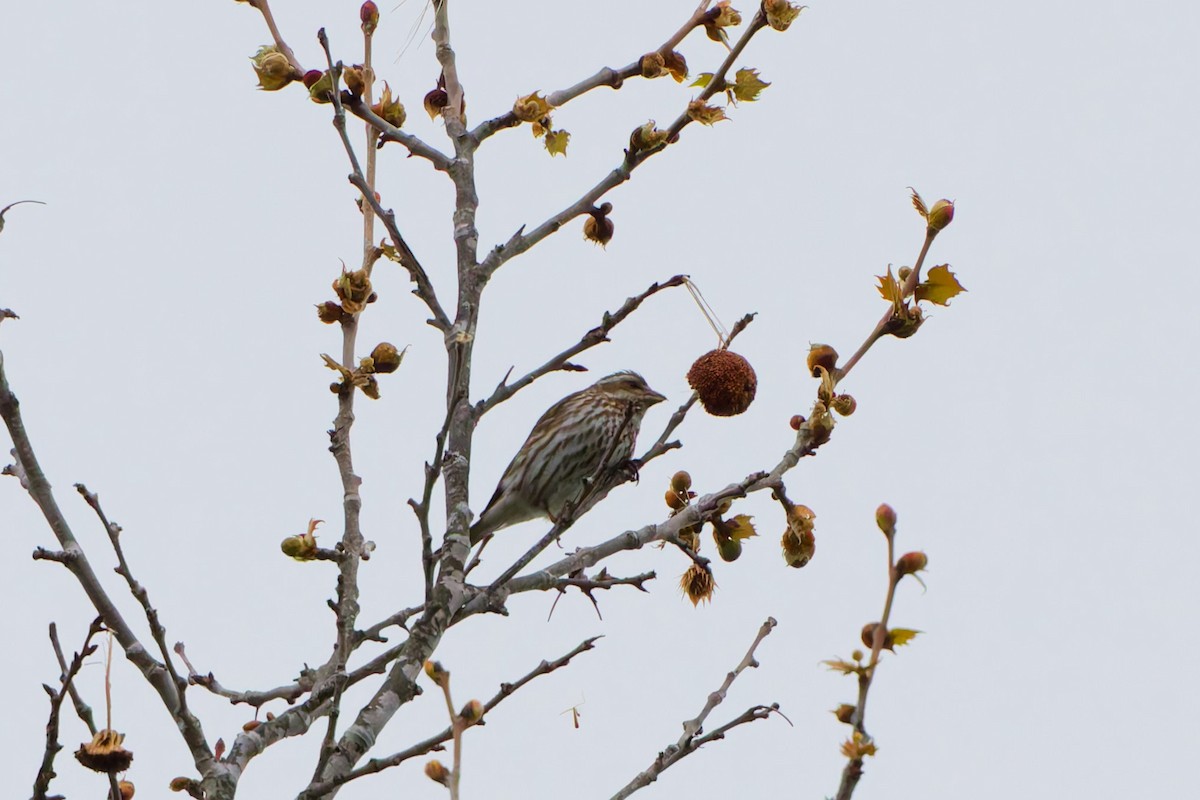 Purple Finch - ML641288003