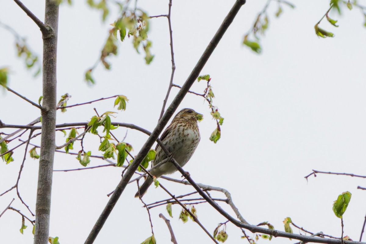 Purple Finch - ML641288004