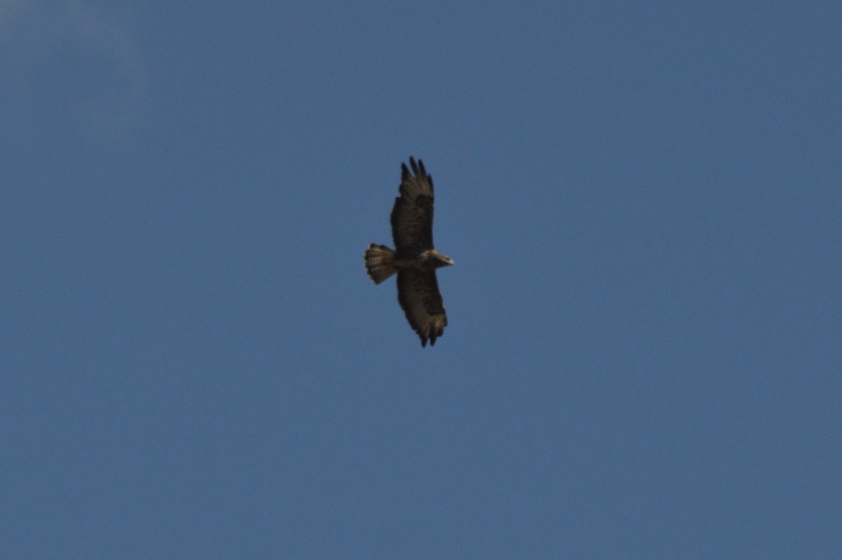 Common Buzzard - ML641288008