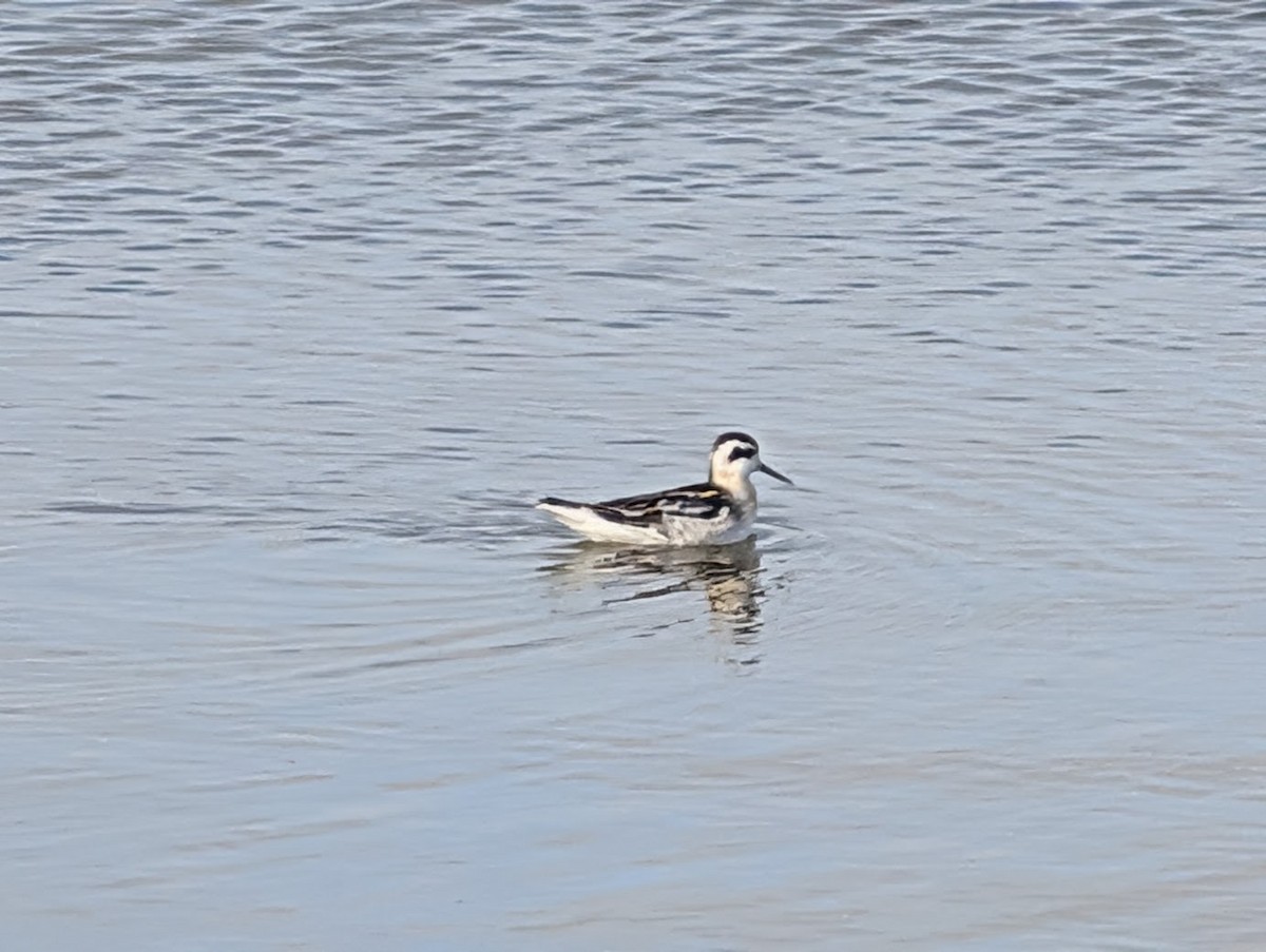 Red-necked Phalarope - ML641288011