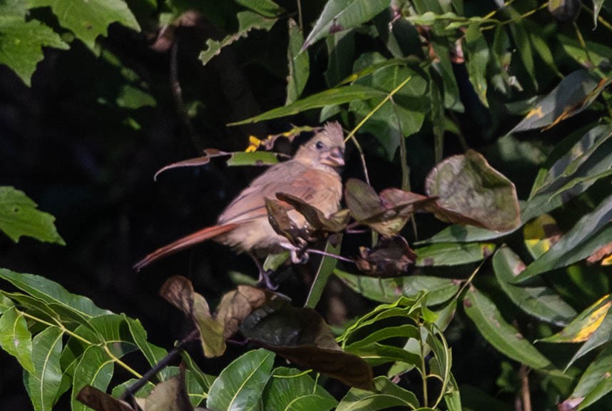 Northern Cardinal - ML641288017