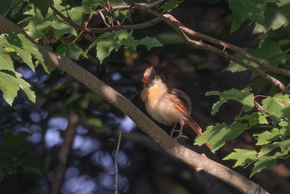 Northern Cardinal - ML641288018