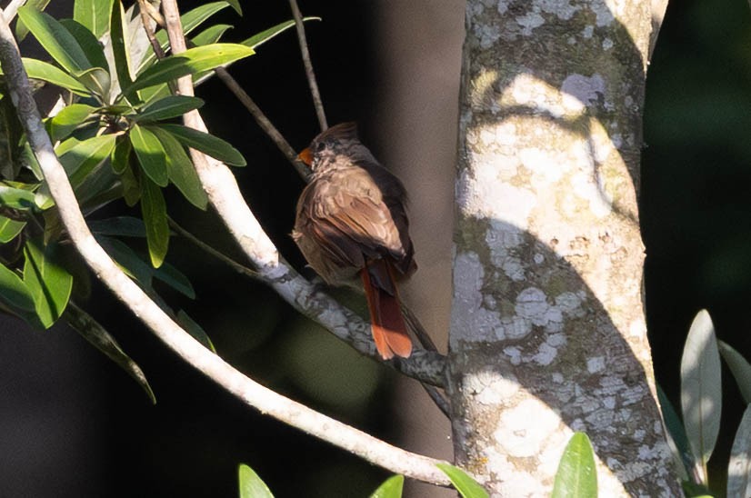 Northern Cardinal - ML641288019