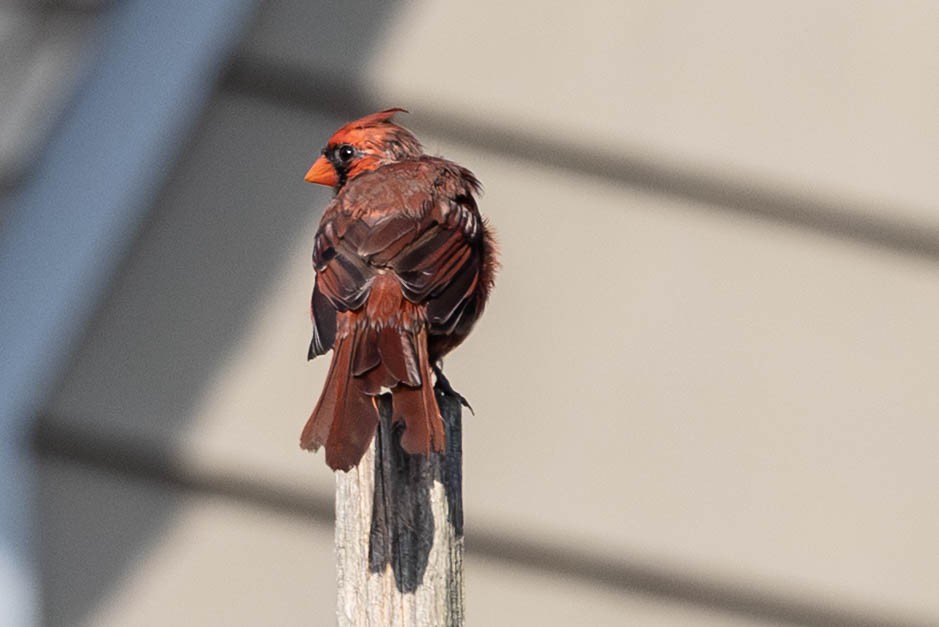Northern Cardinal - ML641288021