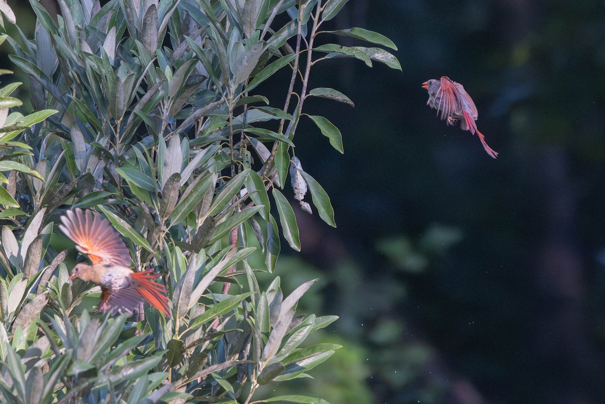 Northern Cardinal - ML641288025