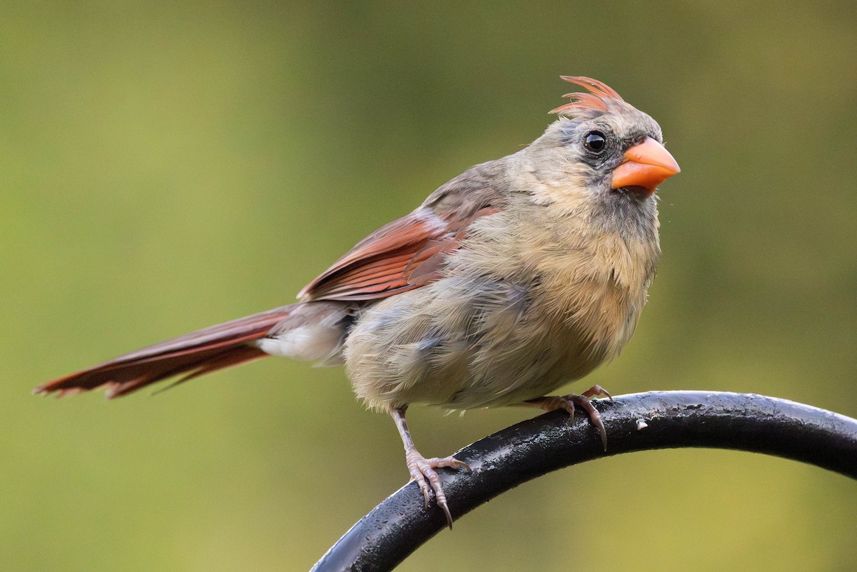 Northern Cardinal - ML641288026
