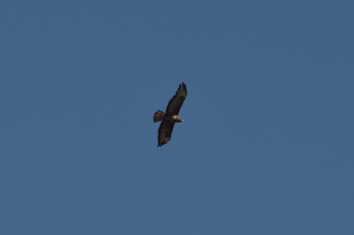 Common Buzzard - ML641288037