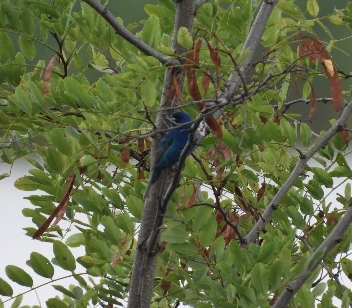 Indigo Bunting - ML641288038