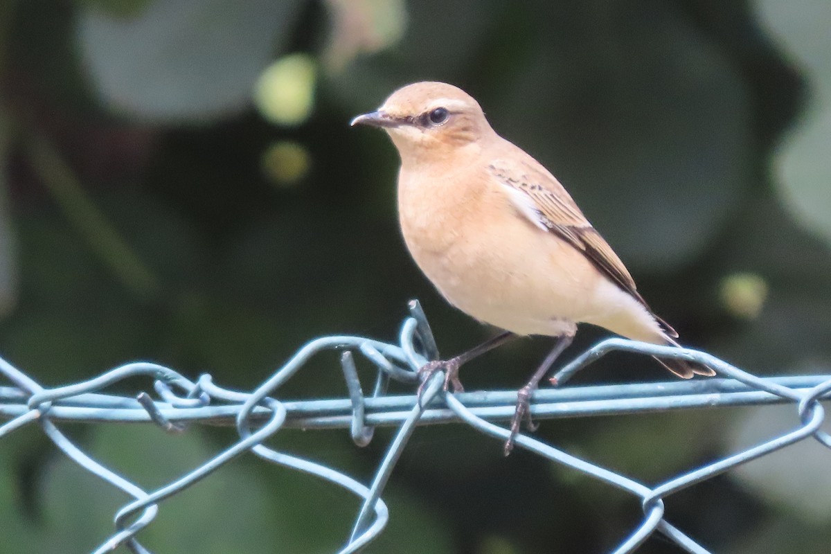 Northern Wheatear - ML641288041