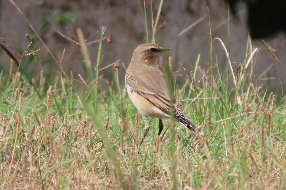 Northern Wheatear - ML641288050