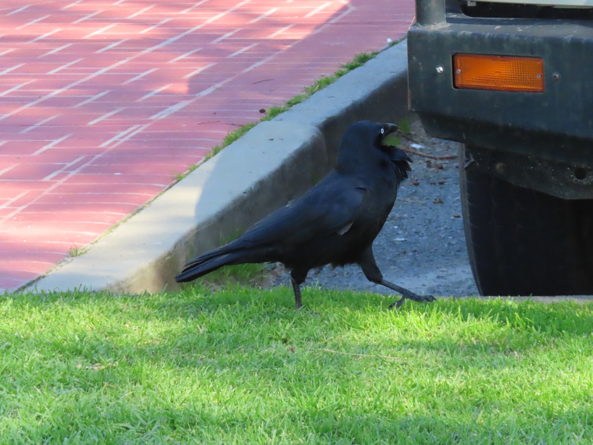 Australian Raven - ML641288069