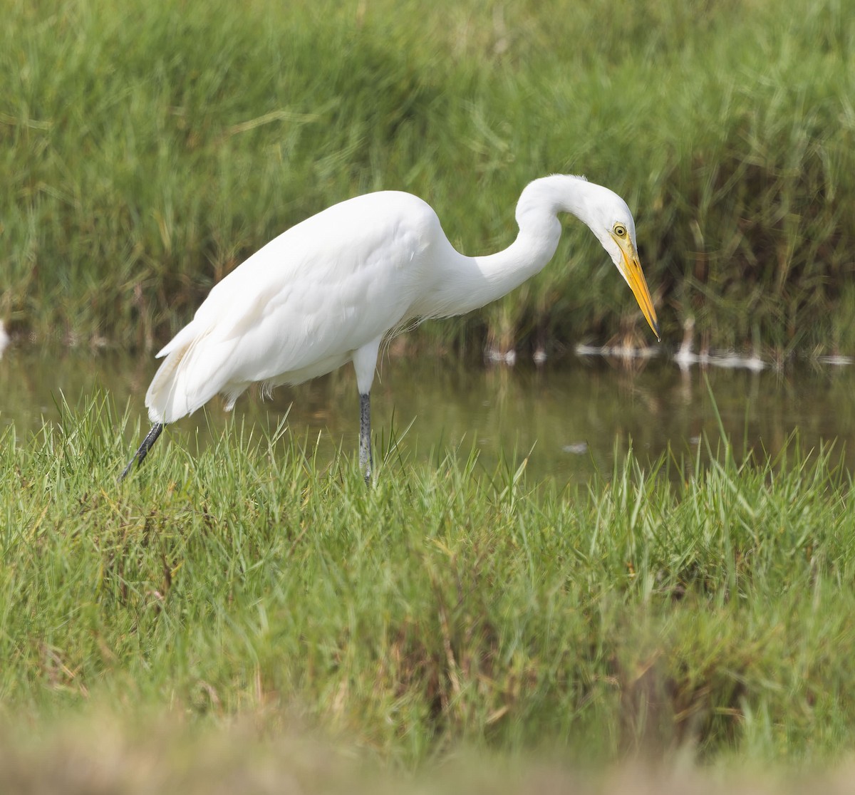 Medium Egret - ML641288084