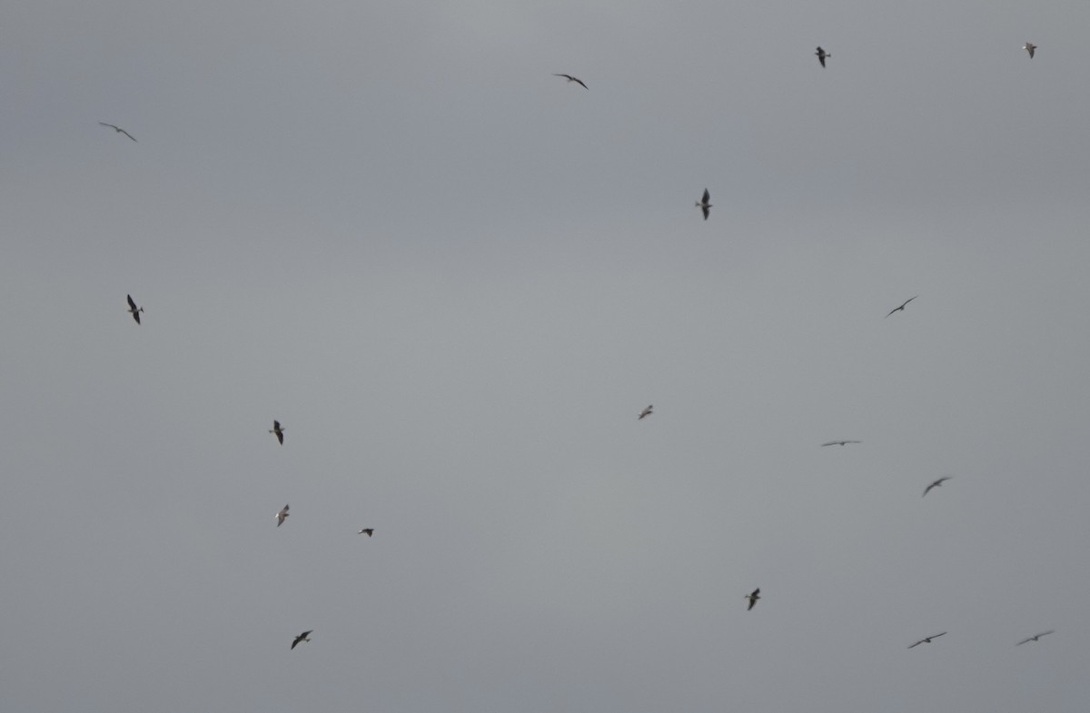 Oriental Pratincole - ML641288085