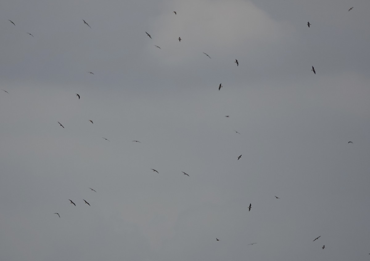 Oriental Pratincole - ML641288087