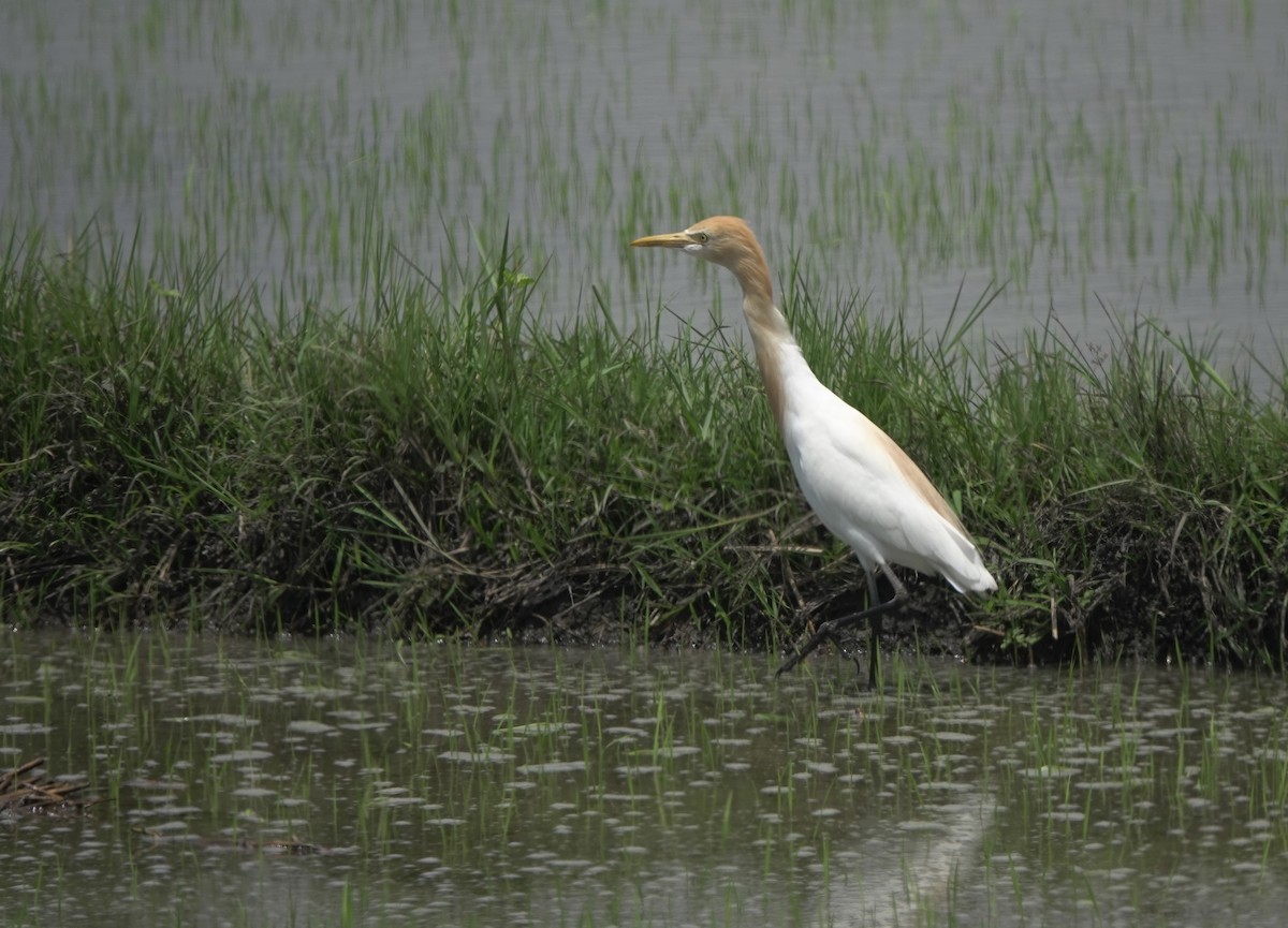 Eastern Cattle-Egret - ML641288098