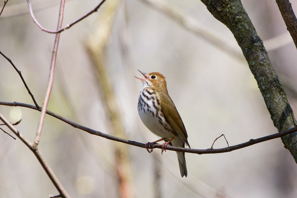Paruline couronnée - ML641288101