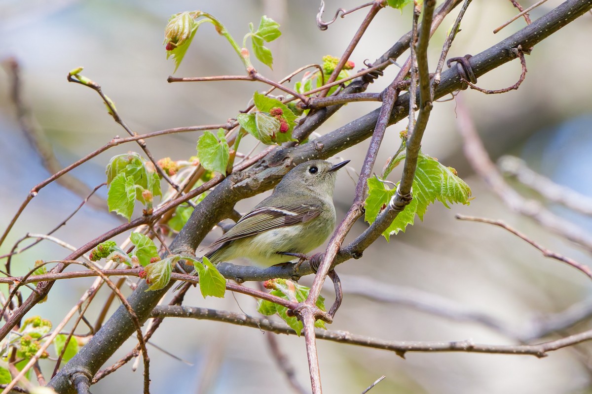 Ruby-crowned Kinglet - ML641288105