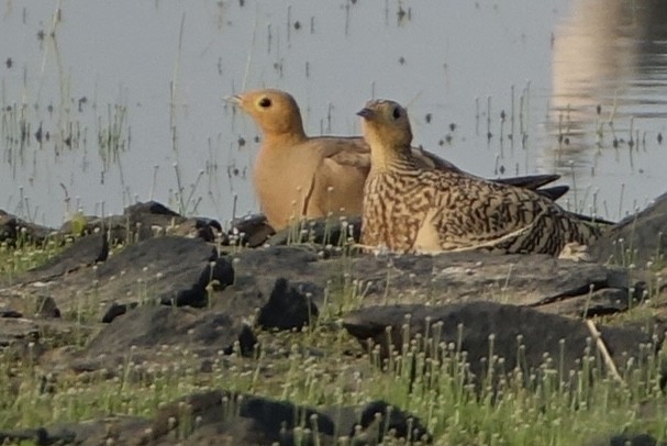 Chestnut-bellied Sandgrouse - ML641288111