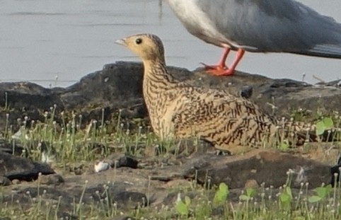 Chestnut-bellied Sandgrouse - ML641288112