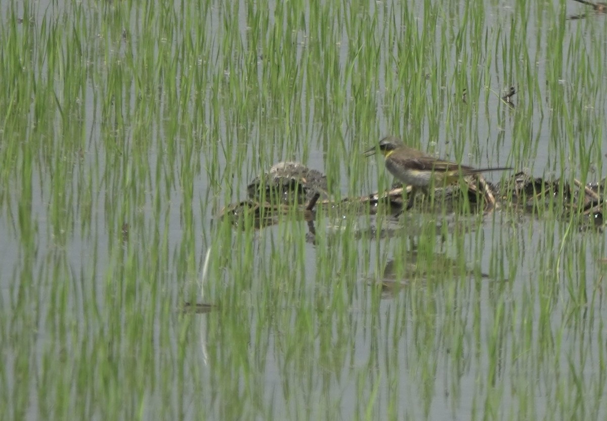 Eastern Yellow Wagtail - ML641288118