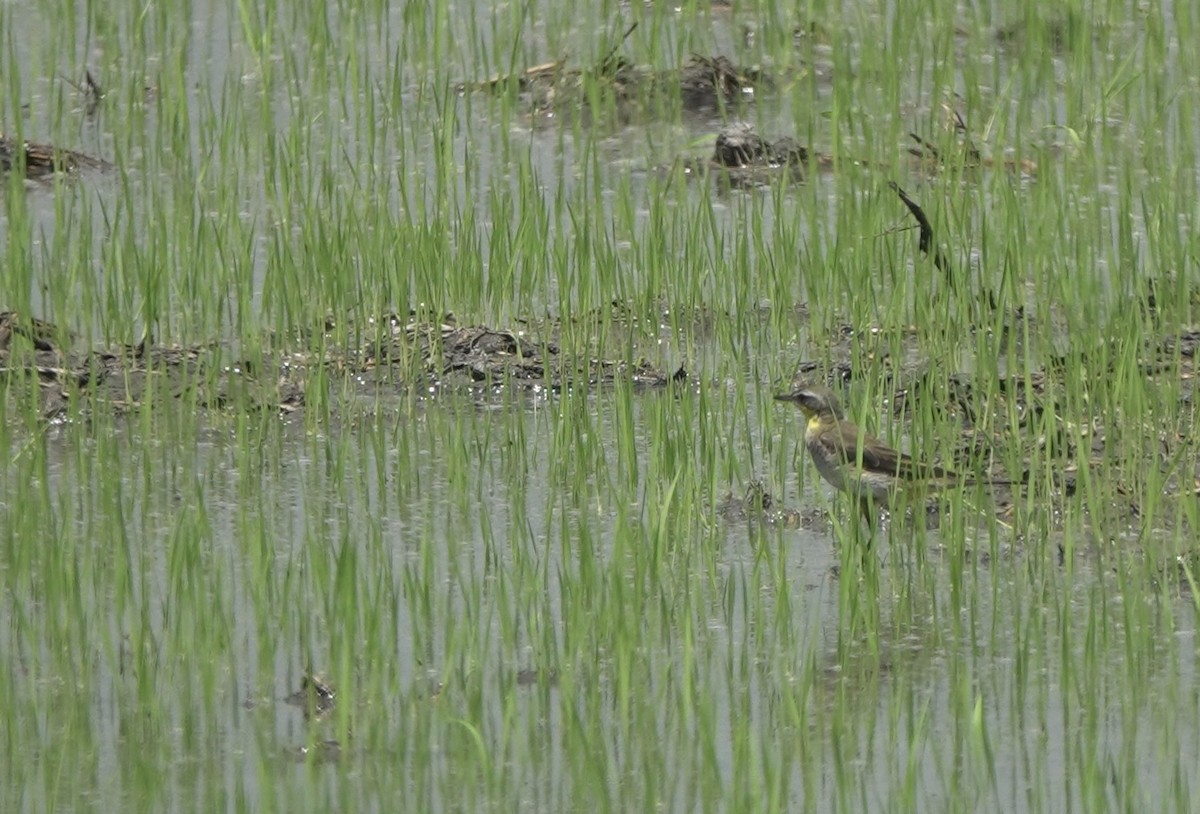 Eastern Yellow Wagtail - ML641288119