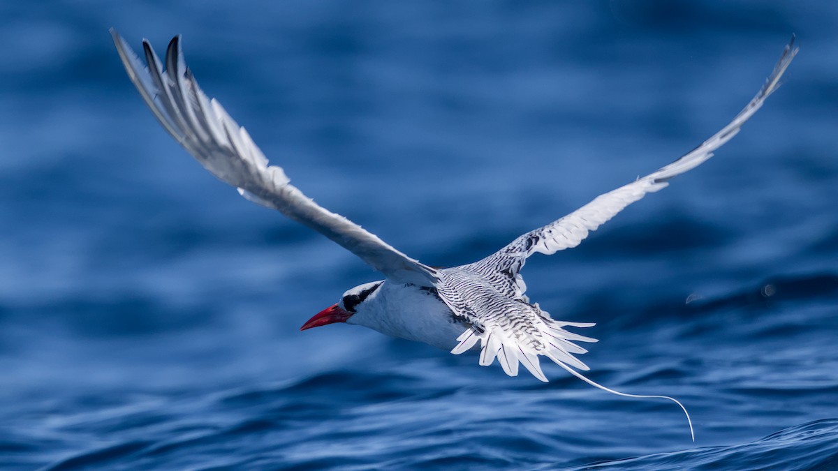 Red-billed Tropicbird - ML641288132