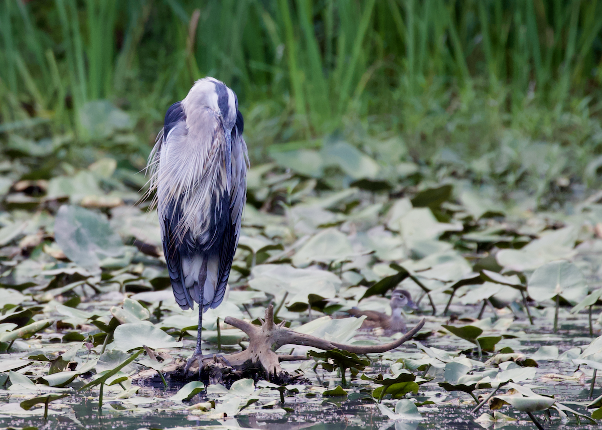 Great Blue Heron - ML641288162